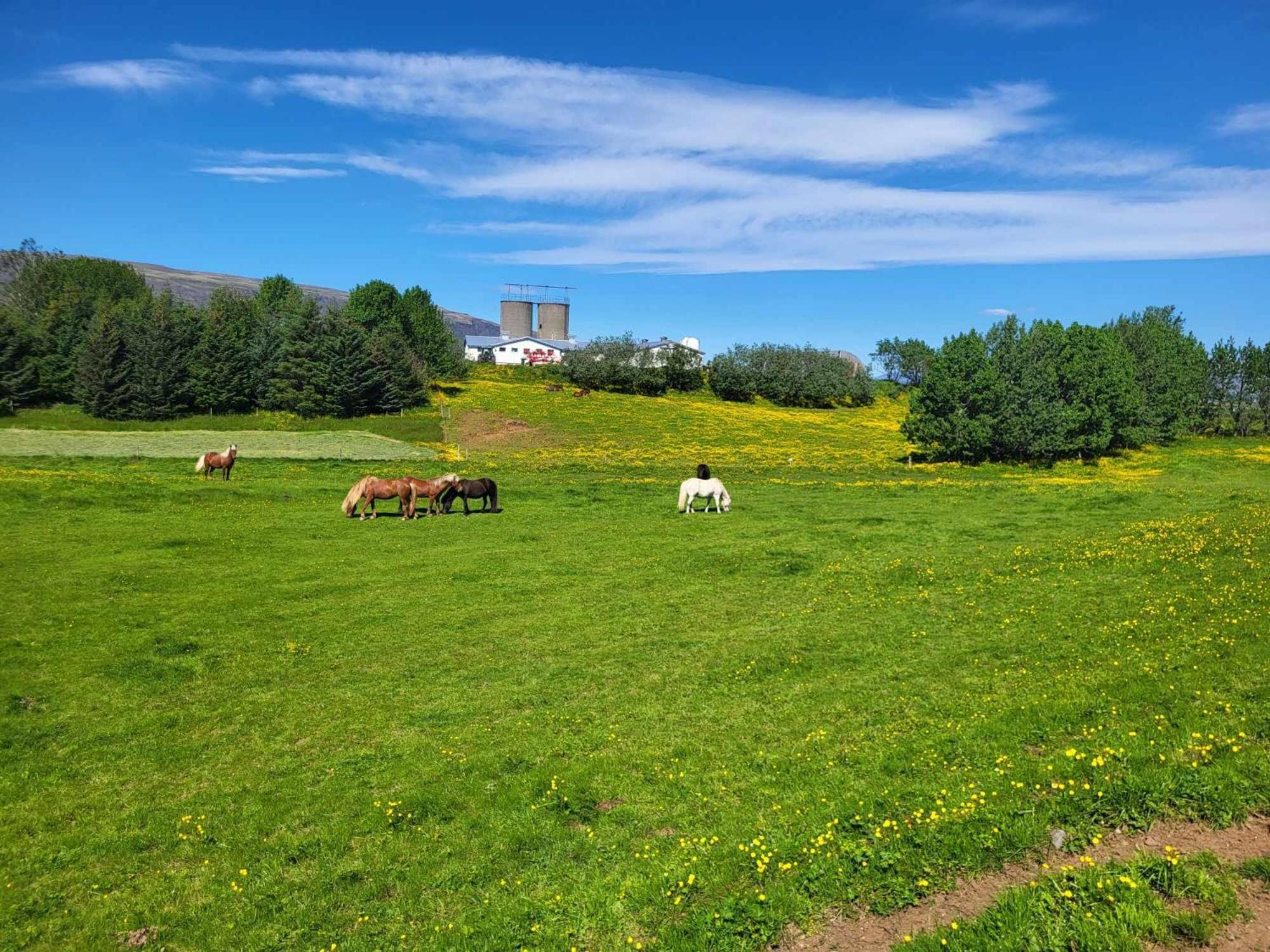 Small Cabin In The Countryside Selfoss Bagian luar foto